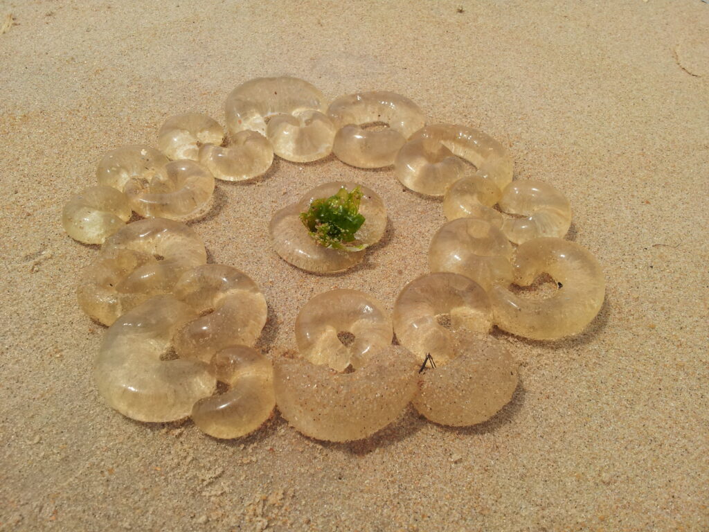 Carrum Beach - New Life - Cuttle Fish Eggs